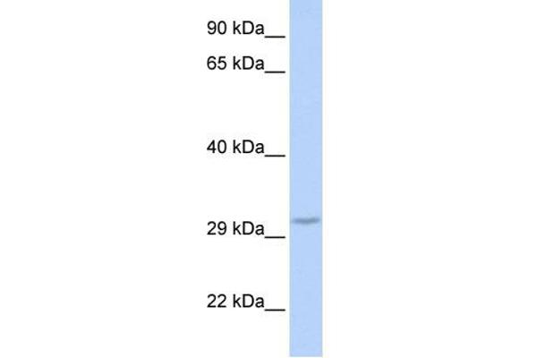 FBXO27 Antikörper  (Middle Region)