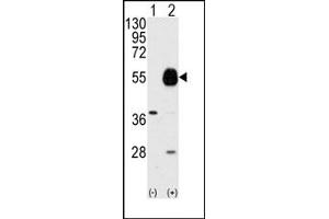 Image no. 1 for anti-Protein Arginine Methyltransferase 7 (PRMT7) (N-Term) antibody (ABIN356532)