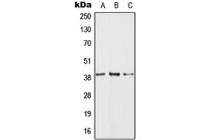 Image no. 1 for anti-G Protein-Coupled Receptor 81 (GPR81) (C-Term) antibody (ABIN2704861)