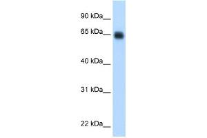 Image no. 1 for anti-Kininogen 1 (KNG1) (Middle Region) antibody (ABIN2782314)