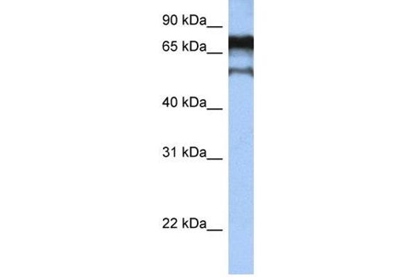 anti-Zinc Finger Protein 780B (ZNF780B) (N-Term) antibody