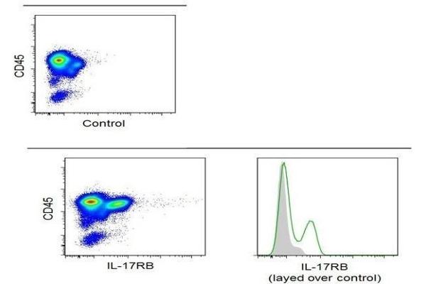 anti-Interleukin 17 Receptor B (IL17RB) (AA 351-450) antibody