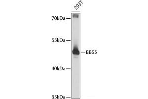 Western blot analysis of extracts of 293T cells using BBS5 Polyclonal Antibody at dilution of 1:3000.