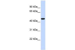 Image no. 1 for anti-Acyl-CoA Thioesterase 2 (ACOT2) (Middle Region) antibody (ABIN2775350)