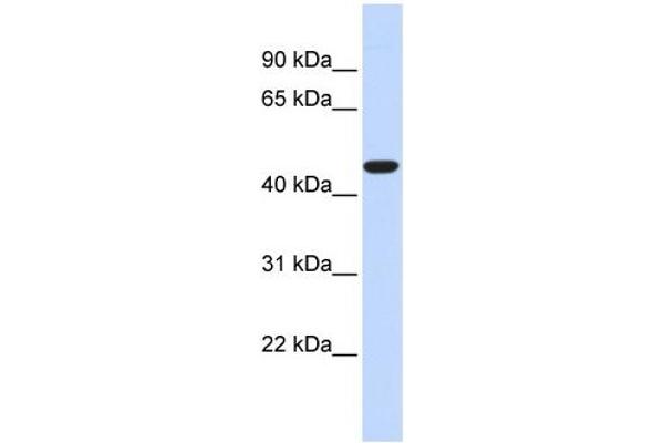 ACOT2 antibody  (Middle Region)