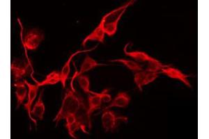 Image no. 2 for anti-MFNG (MFNG) (Internal Region) antibody (ABIN6258883)