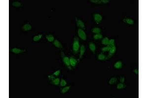 Immunofluorescent analysis of Hela cells using ABIN7165075 at dilution of 1:100 and Alexa Fluor 488-congugated AffiniPure Goat Anti-Rabbit IgG(H+L)