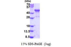 Image no. 1 for NDRG Family Member 3 (NDRG3) (AA 1-363) protein (His tag) (ABIN5853915)