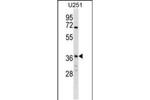 Image no. 1 for anti-N-Ethylmaleimide-Sensitive Factor Attachment Protein, gamma (NAPG) (AA 162-190) antibody (ABIN5537859)