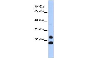 Image no. 1 for anti-Neurogenin 2 (NEUROG2) (N-Term) antibody (ABIN2781205)