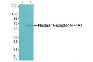 NR4A1 antibody  (Ser351)