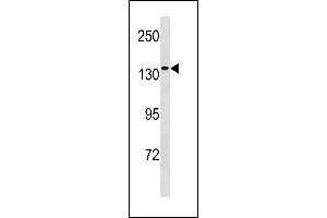 Image no. 1 for anti-Minichromosome Maintenance Deficient 9 (MCM9) (AA 316-345), (C-Term) antibody (ABIN1881535)
