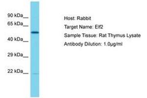 Image no. 1 for anti-E74-Like Factor 2 (Ets Domain Transcription Factor) (ELF2) (AA 151-200) antibody (ABIN6750396)