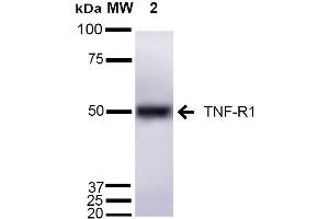 Western blot analysis of Mouse Liver cell lysates showing detection of ~55 kDa TNF-R1 protein using Rabbit Anti-TNF-R1 Polyclonal Antibody .