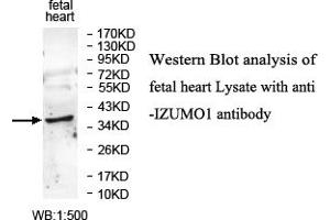 Image no. 1 for anti-Izumo Sperm-Egg Fusion 1 (IZUMO1) antibody (ABIN6584224)