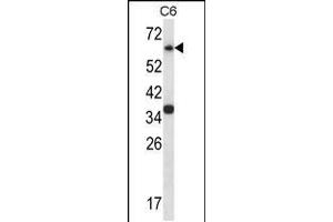 Image no. 1 for anti-Mitogen-Activated Protein Kinase 4 (MAPK4) (AA 67-94), (N-Term) antibody (ABIN5534252)