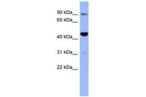 Image no. 1 for anti-Zinc Finger Protein 569 (ZNF569) (N-Term) antibody (ABIN6742922)