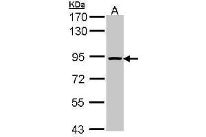 Image no. 1 for anti-Origin Recognition Complex, Subunit 3 (ORC3) (C-Term) antibody (ABIN2855899)