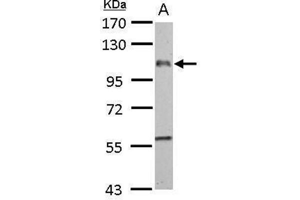 F4/80 Antikörper  (C-Term)