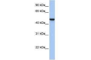 Image no. 1 for anti-Adipocyte Plasma Membrane Associated Protein (APMAP) (N-Term) antibody (ABIN2783789)