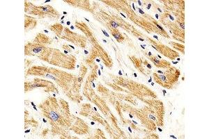 Image no. 2 for anti-SMAD, Mothers Against DPP Homolog 1 (SMAD1) (AA 163-196) antibody (ABIN3032610)