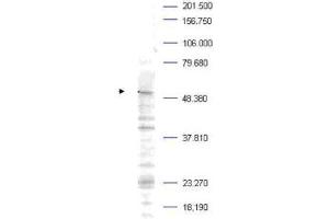 Western blot analysis is shown using  Affinity Purified anti-Plk-1 pT210 antibody to detect endogenous protein present in a Mouse A20 whole cell lysate (arrowhead).