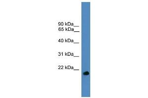 Image no. 1 for anti-Ubiquitin-Like 4A (UBL4A) (Middle Region) antibody (ABIN2788049)