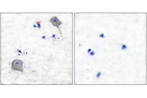 Image no. 2 for anti-Claudin 5 (CLDN5) (AA 169-218) antibody (ABIN1533227)