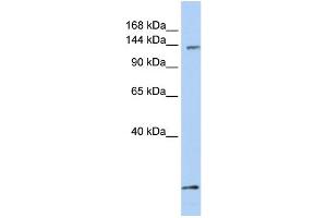 Image no. 1 for anti-PAX3 and PAX7 Binding Protein 1 (PAXBP1) (C-Term) antibody (ABIN2783061)