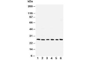 Image no. 2 for anti-Nucleolar Protein 3 (Apoptosis Repressor with CARD Domain) (NOL3) (AA 91-106) antibody (ABIN3032070)