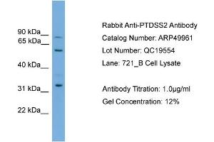 Image no. 2 for anti-phosphatidylserine Synthase 2 (PTDSS2) (Middle Region) antibody (ABIN2783986)