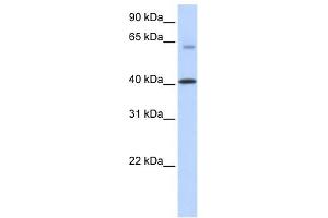 Image no. 1 for anti-Transmembrane Protein 195 (TMEM195) (N-Term) antibody (ABIN635386)
