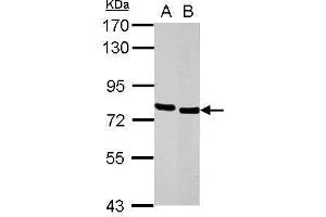 Image no. 2 for anti-Hematopoietic Cell-Specific Lyn Substrate 1 (HCLS1) (C-Term) antibody (ABIN2854705)