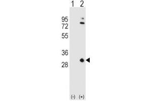 Image no. 1 for anti-Apolipoprotein A-I (APOA1) (AA 10-37) antibody (ABIN3029990)