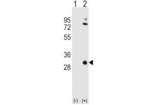 APOA1 antibody  (AA 10-37)