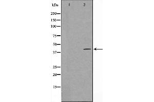 Image no. 1 for anti-Guanine Nucleotide Binding Protein (G Protein), alpha Z Polypeptide (GNaZ) antibody (ABIN6262133)