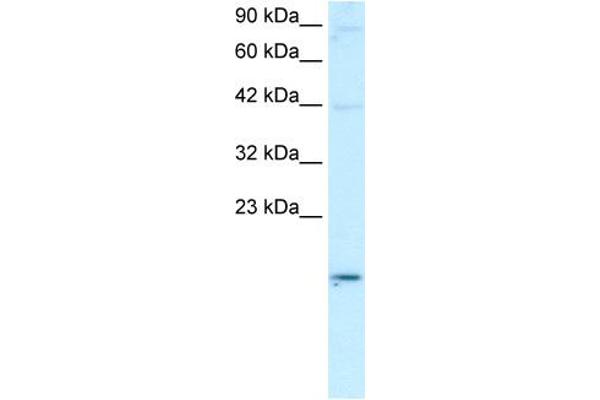 anti-Apolipoprotein B mRNA Editing Enzyme, Catalytic Polypeptide-Like 3G (APOBEC3G) (N-Term) antibody