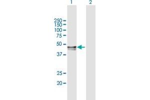 Western Blot analysis of PPM1A expression in transfected 293T cell line by PPM1A MaxPab polyclonal antibody.