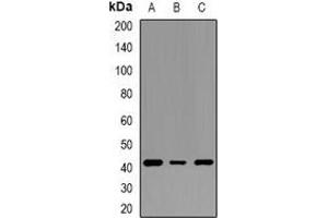Image no. 1 for anti-Speckle-Type POZ Protein (SPOP-B) antibody (ABIN3222982)