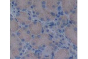 Image no. 2 for anti-Biglycan (BGN) (AA 242-369) antibody (ABIN1858134)