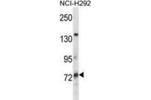 MUM1L1 antibody  (Middle Region)