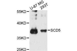 Image no. 1 for anti-Stearoyl-CoA Desaturase 5 (SCD5) antibody (ABIN6294000)