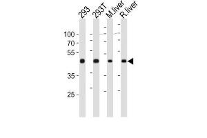 Image no. 3 for anti-Ornithine Aminotransferase (OAT) antibody (ABIN3003953)