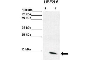 Image no. 1 for anti-Ubiquitin-Conjugating Enzyme E2L 6 (UBE2L6) (Middle Region) antibody (ABIN2775688)