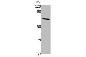 TAF6L antibody  (N-Term)