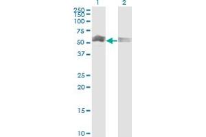 Image no. 2 for anti-CASP8 and FADD-Like Apoptosis Regulator (CFLAR) (AA 178-277) antibody (ABIN522287)