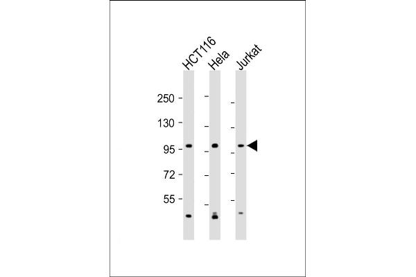 MANBA anticorps  (AA 712-745)