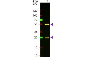 Western Blot of Atto 594 Conjugated Rabbit Anti-Goat IgG Pre-Absorbed Secondary Antibody.