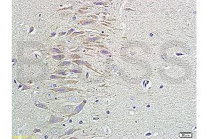 Image no. 1 for anti-Neuropeptide Y (NPY) (AA 29-64) antibody (ABIN724475)