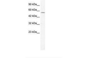 Image no. 2 for anti-Potassium Voltage-Gated Channel, Shaker-Related Subfamily, Member 10 (KCNA10) (AA 154-203) antibody (ABIN202694)